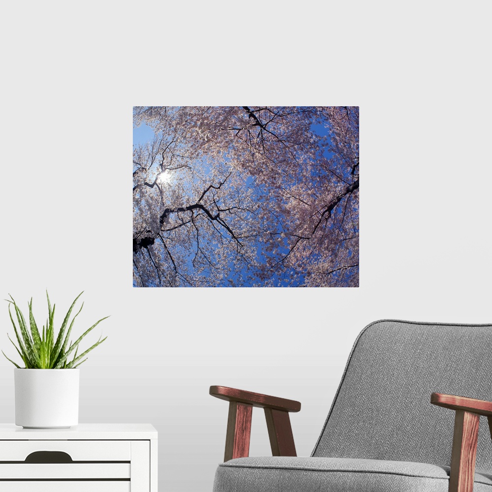 A modern room featuring Landscape, low angle photograph on a big canvas looking up through blooming cherry blossom trees ...