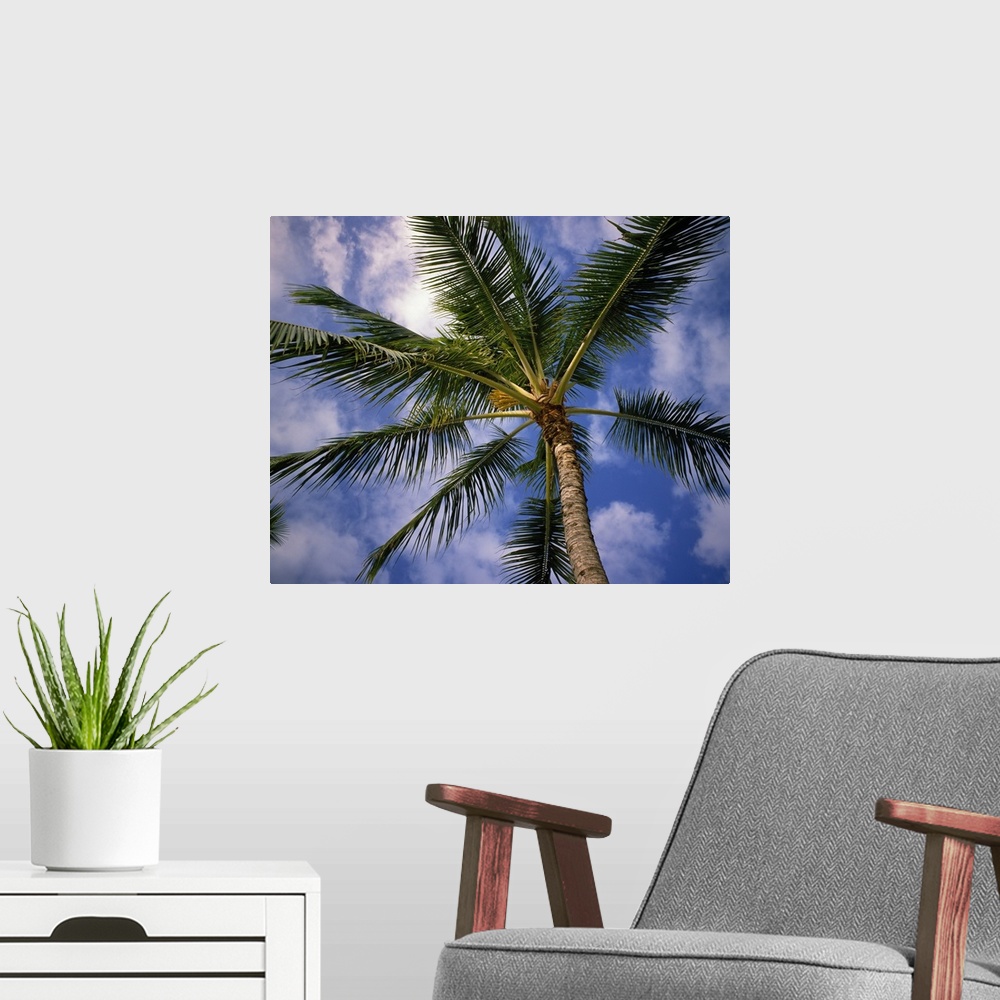 A modern room featuring Horizontal, large photograph looking up the trunk of a palm, through large green fronds, against ...