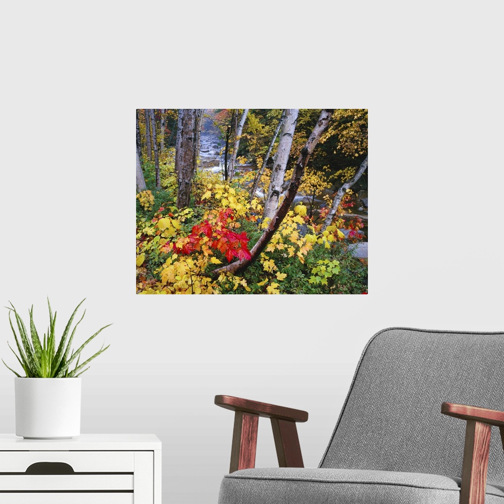 A modern room featuring Large canvas photo art of a thin autumn colored forest with a rocky and fast moving river running...