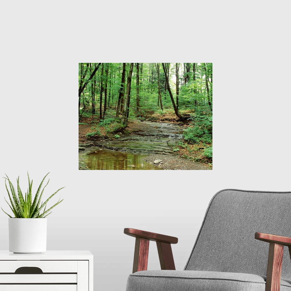 A modern room featuring New York State, Erie County, Emery Park, Stream of water flowing through the forest
