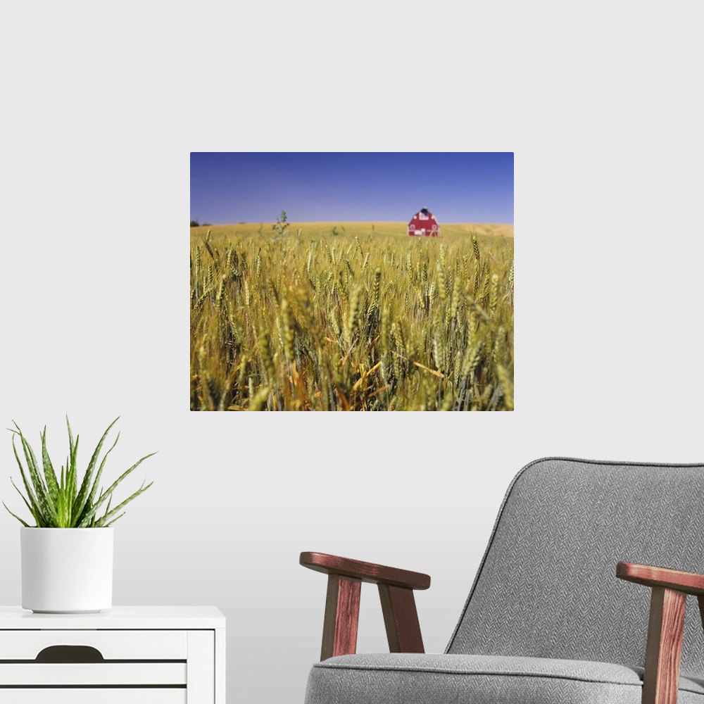 A modern room featuring Big image on canvas of a wheat field with a red barn in the middle of it viewed from the top of t...