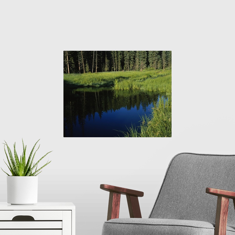 A modern room featuring Reflection of trees in a river, Little Colorado River, Mt Baldy Wilderness Area, Apache-Sitgreave...