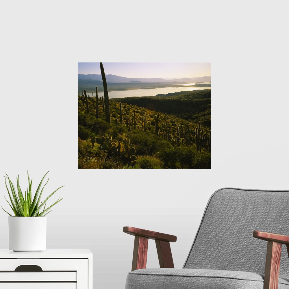 A modern room featuring Saguaro cactus (Carnegiea gigantea) in a field, Sonoran Desert, Lake Roosevelt, Maricopa County, ...