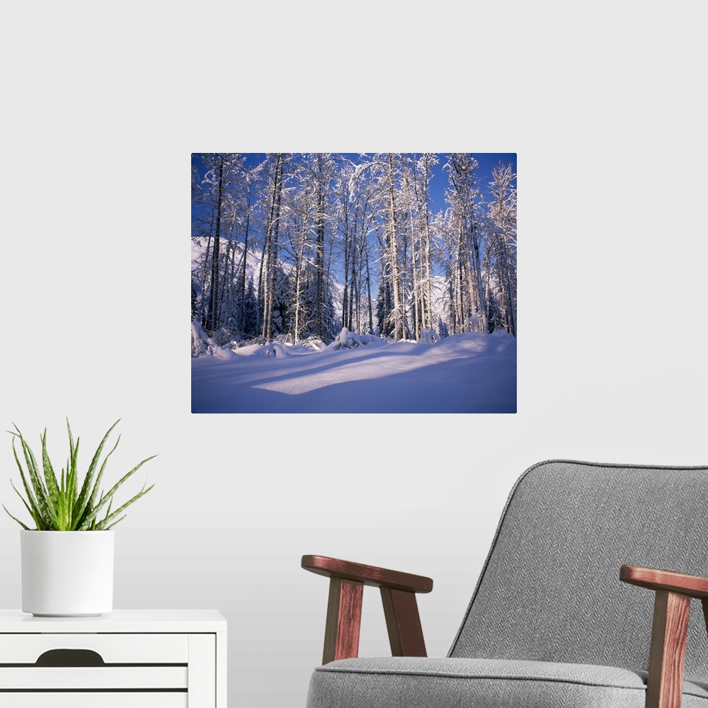 A modern room featuring Snow on cottonwood trees in mountains, Alaska