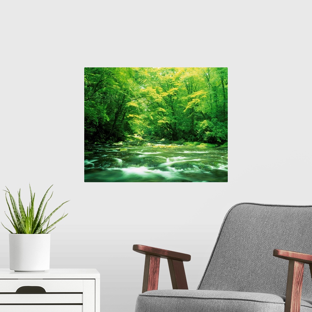 A modern room featuring Stream flowing through a forest