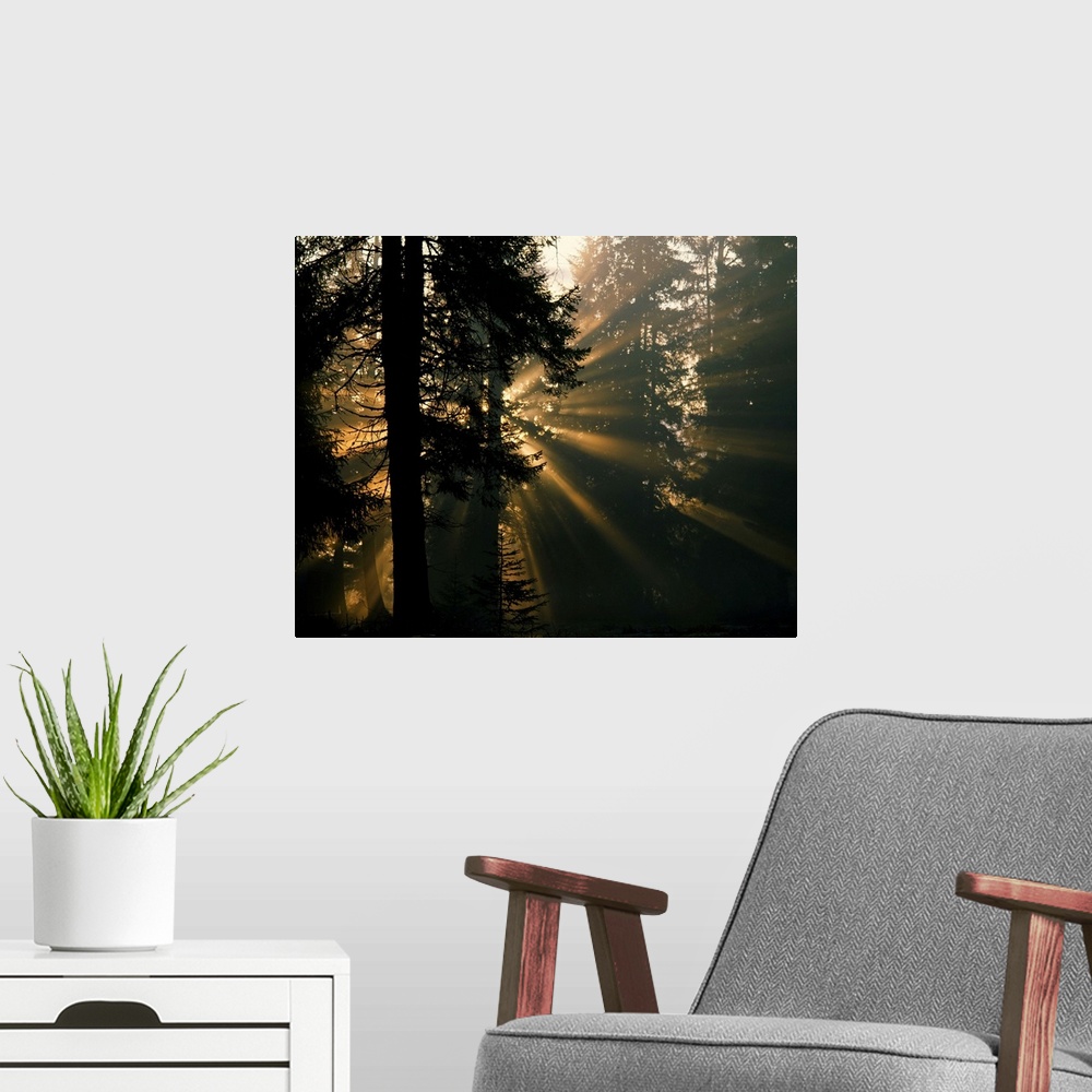 A modern room featuring Sunbeams filter through misty evergreen forest, Alaska