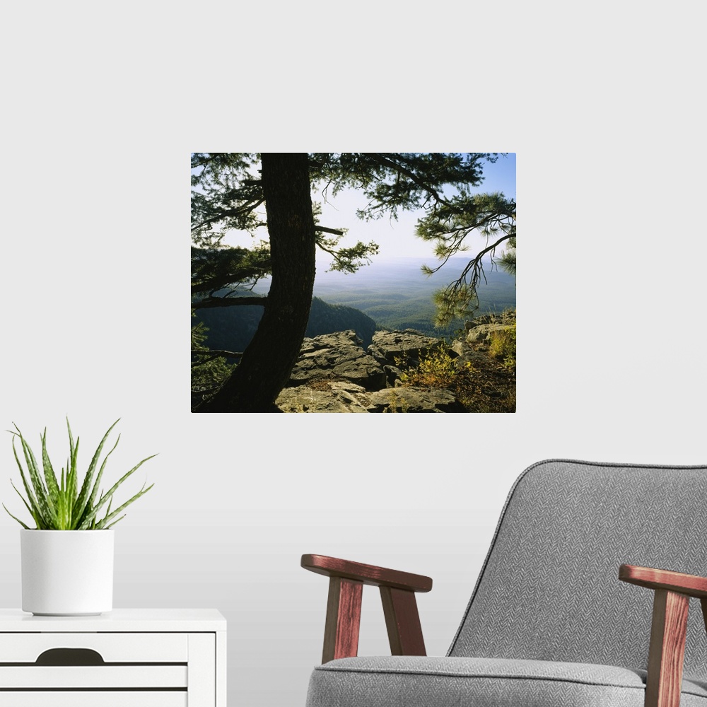 A modern room featuring Tree in a forest, Mogollon Rim, Coconino National Forest, Coconino County, Arizona