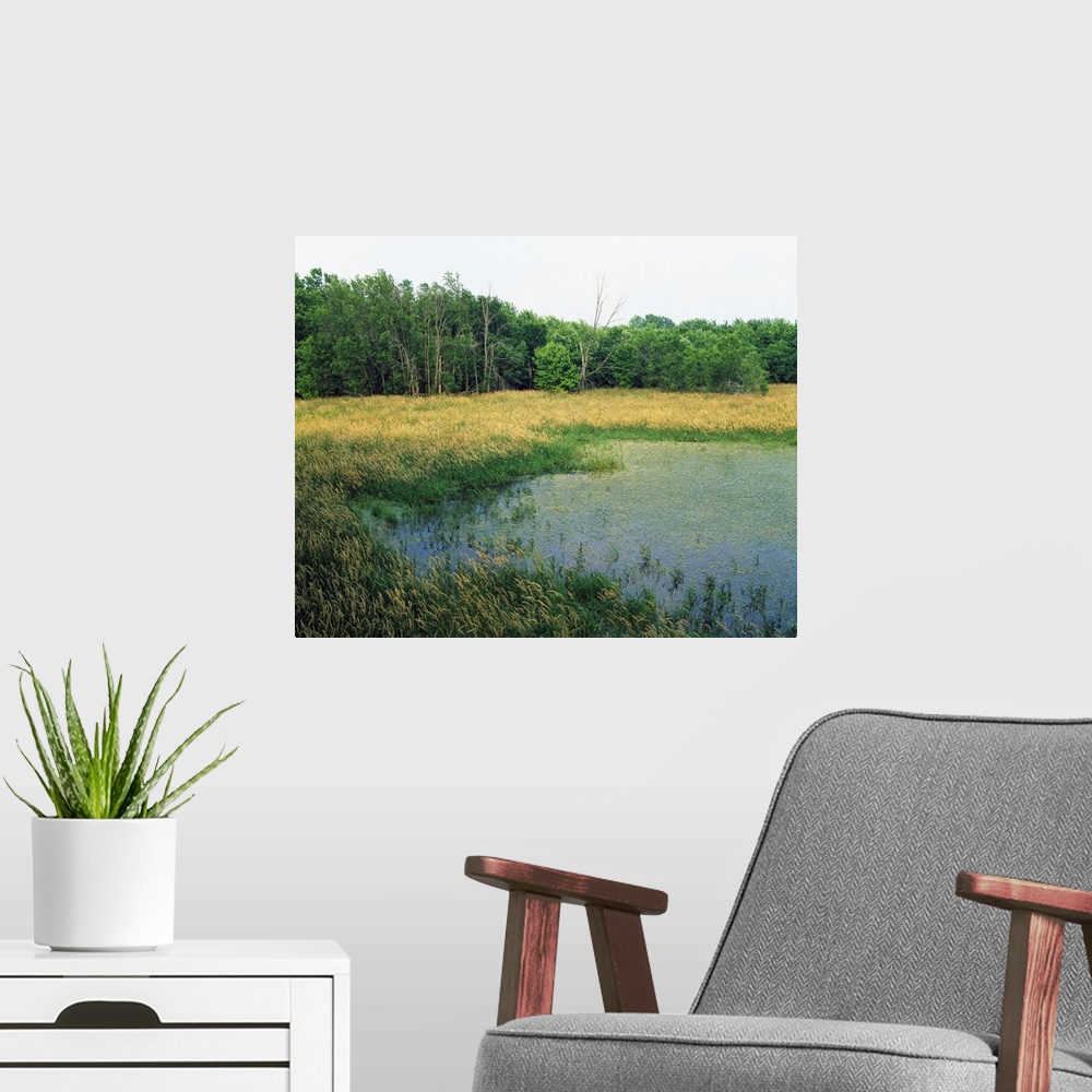 A modern room featuring Trees lining grassy pond, New Haven Potholes, Iowa