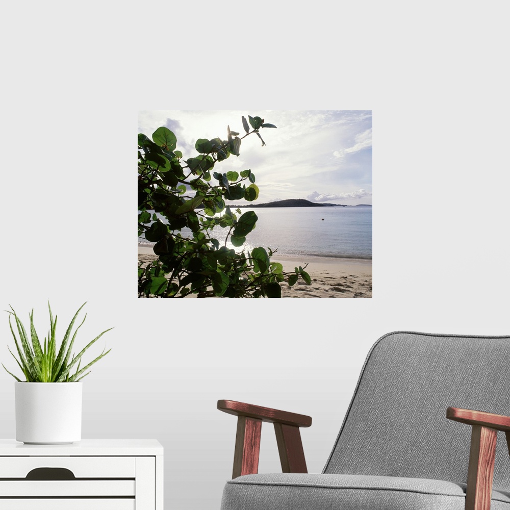 A modern room featuring US Virgin Islands, St. John, Gibney's Beach, Seagrape tree on the beach
