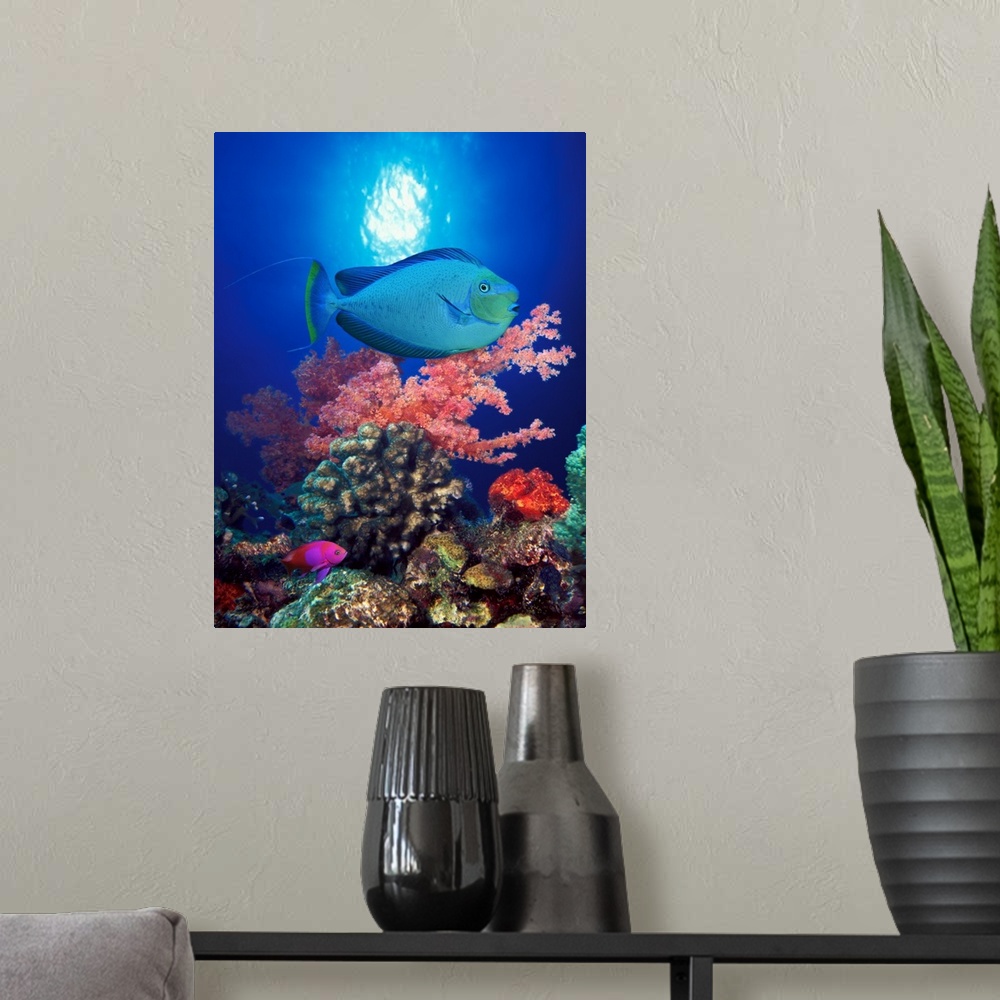 A modern room featuring Tall photo on canvas of tropical fish swimming in front of colored coral.