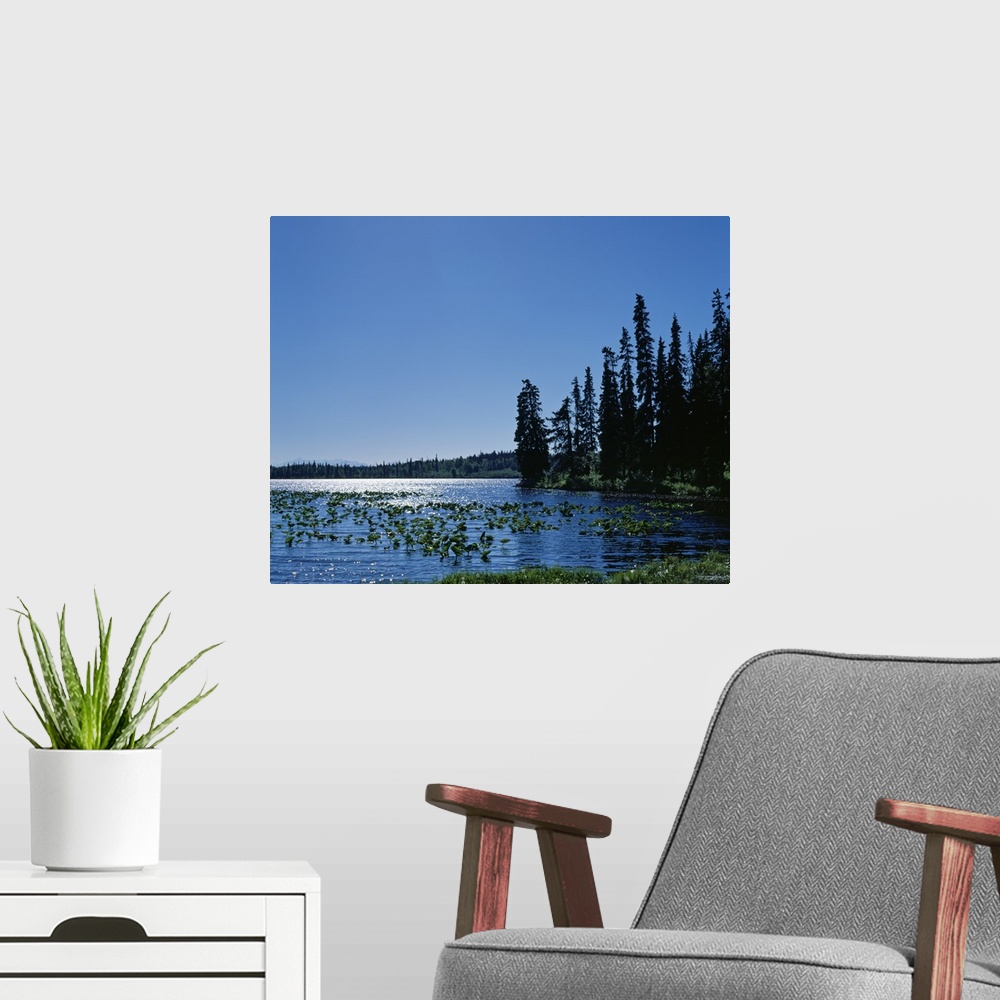 A modern room featuring Water lily plants and grasses on mountain lake, summer, Alaska