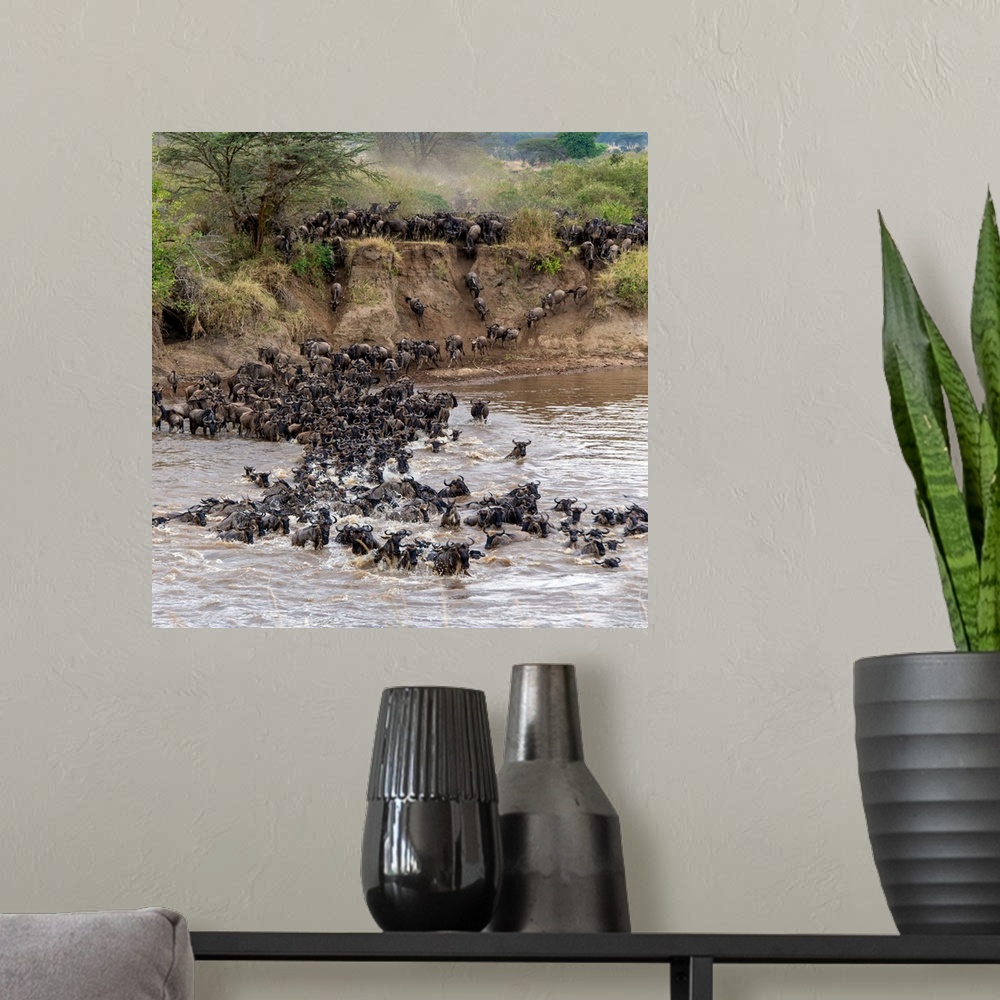 A modern room featuring Wildebeests crossing Mara River, Serengeti National Park, Tanzania