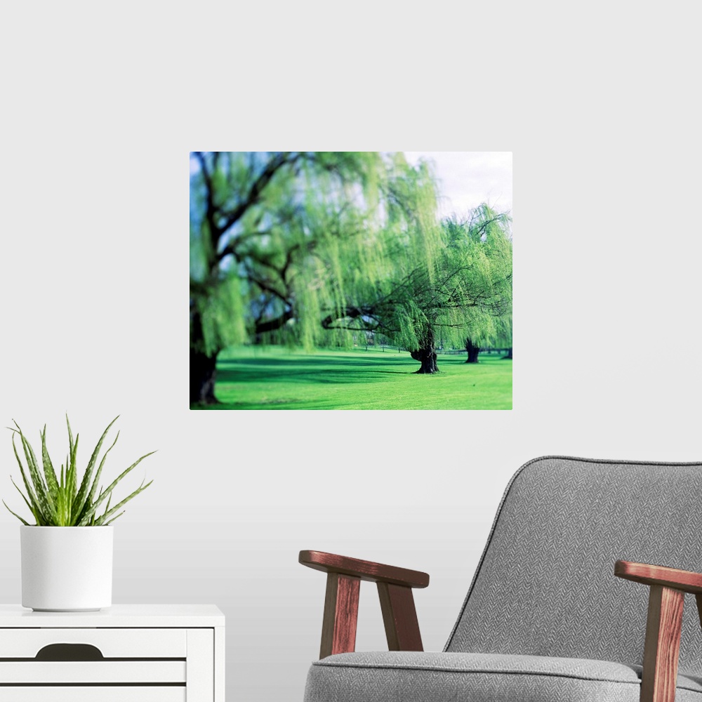 A modern room featuring This beautiful decorative accent is a row of weeping willows growing in a park and has been photo...