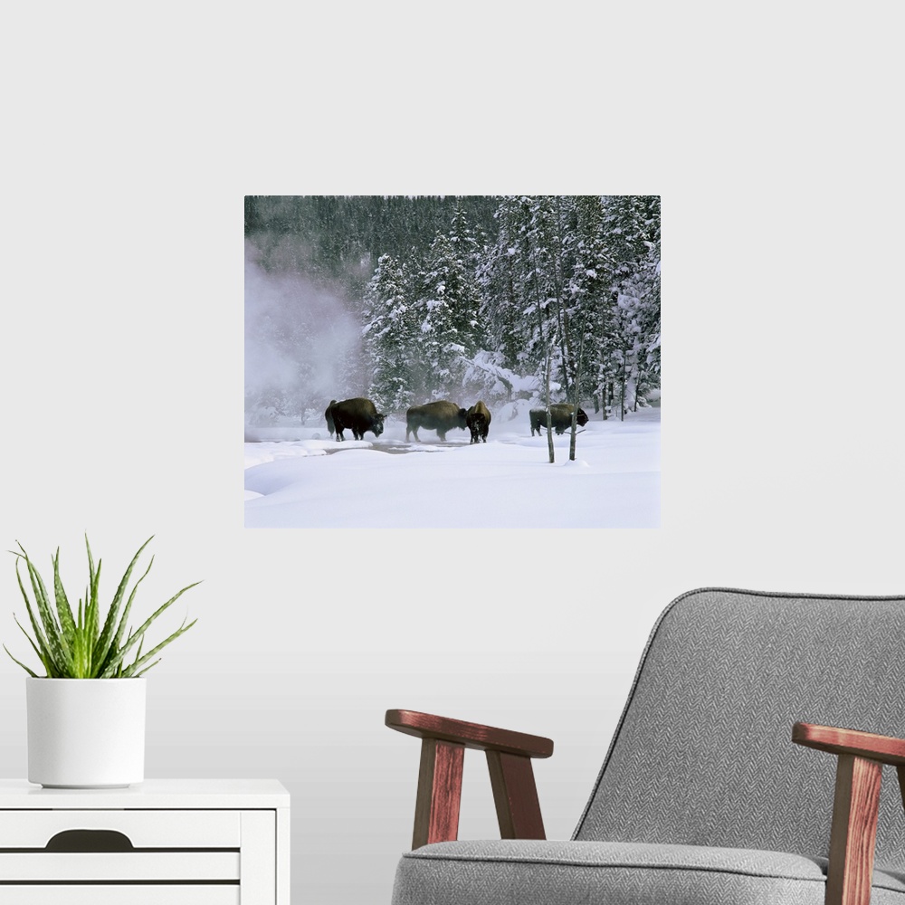 A modern room featuring Wyoming, View of bison in the snow