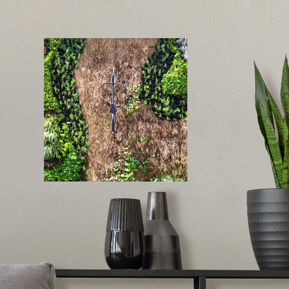 A modern room featuring Square photograph of a single bicycle standing in afield of dead grass surrounded by green plants...