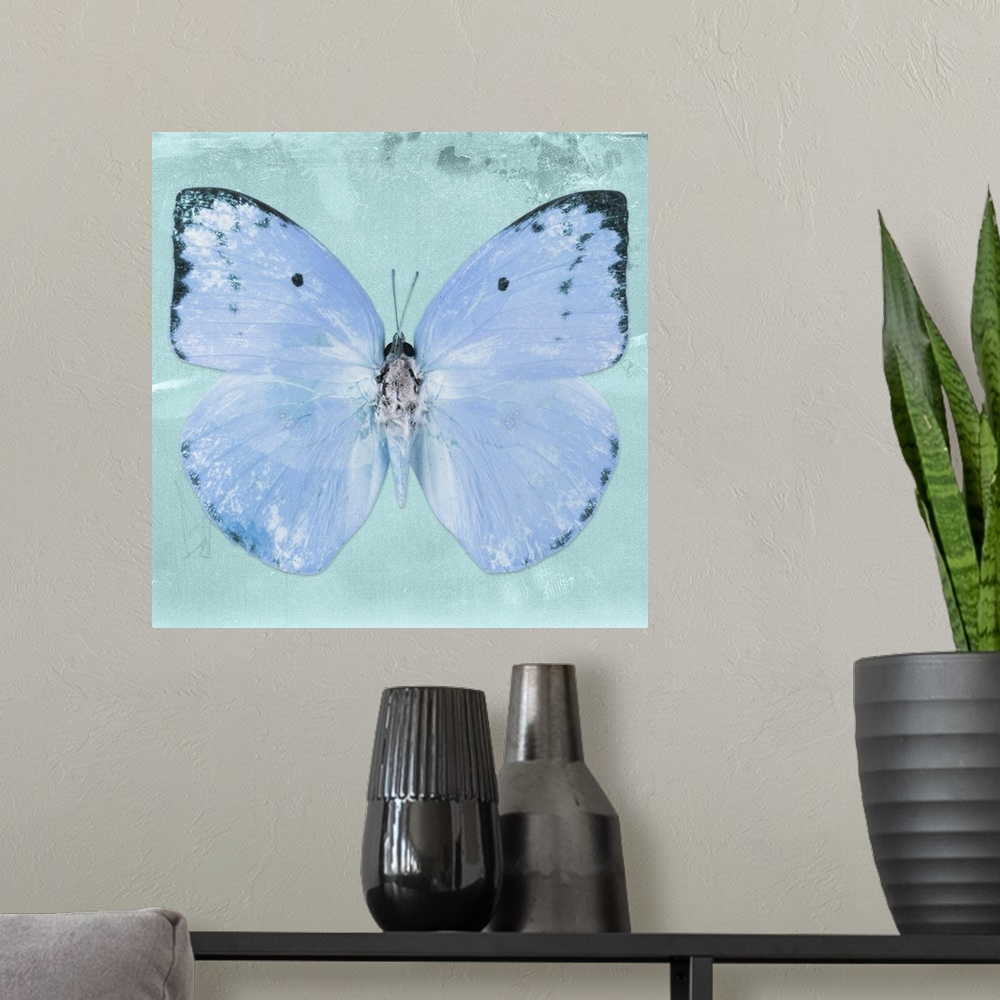 A modern room featuring Square photograph of a butterfly on a blue sparkly background.