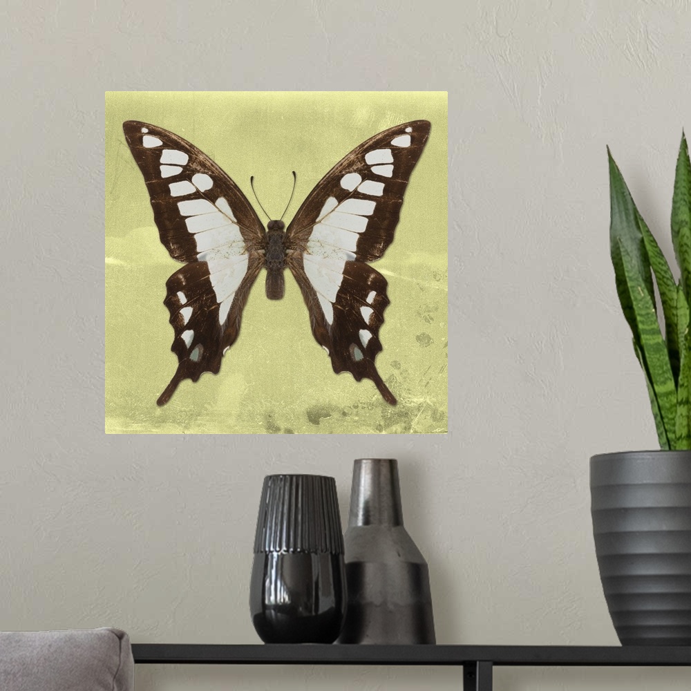 A modern room featuring Square photograph of a butterfly on a yellow sparkly background.