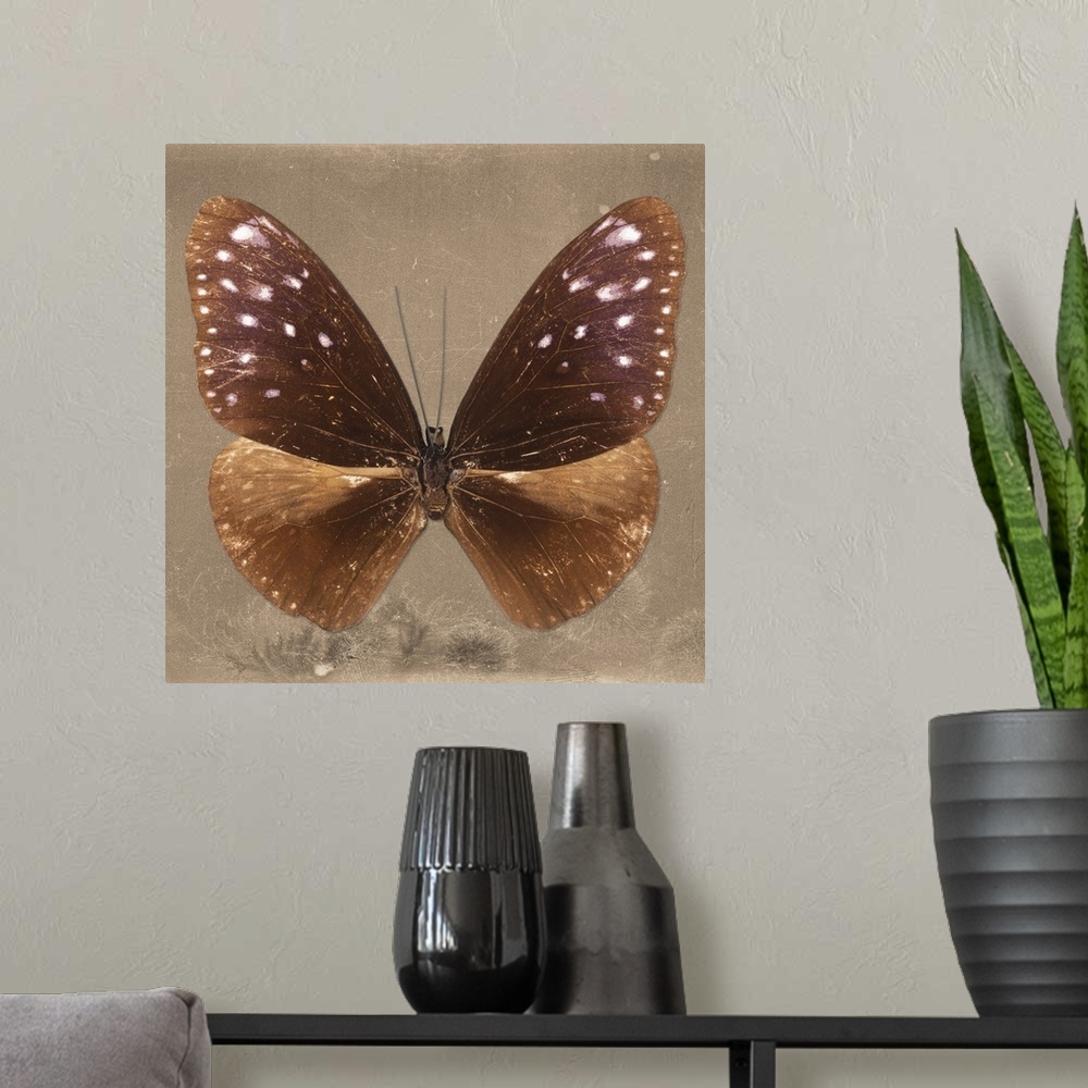 A modern room featuring Square photograph of a butterfly on a brown sparkly background.