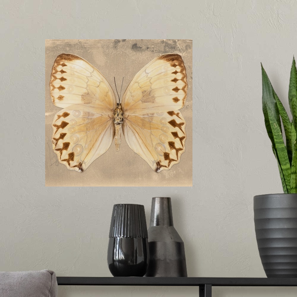 A modern room featuring Square photograph of a butterfly on a beige sparkly background.
