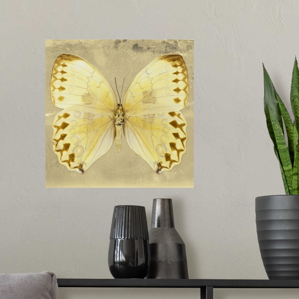 A modern room featuring Square photograph of a butterfly on a gold sparkly background.