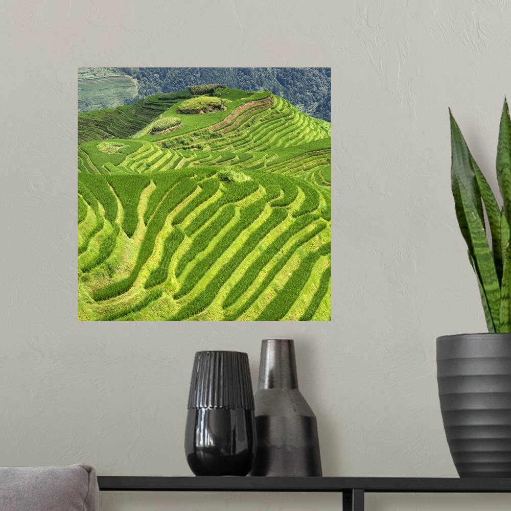 A modern room featuring Rice Terraces, Longsheng Ping'an, Guangxi, China 10MKm2 Collection.