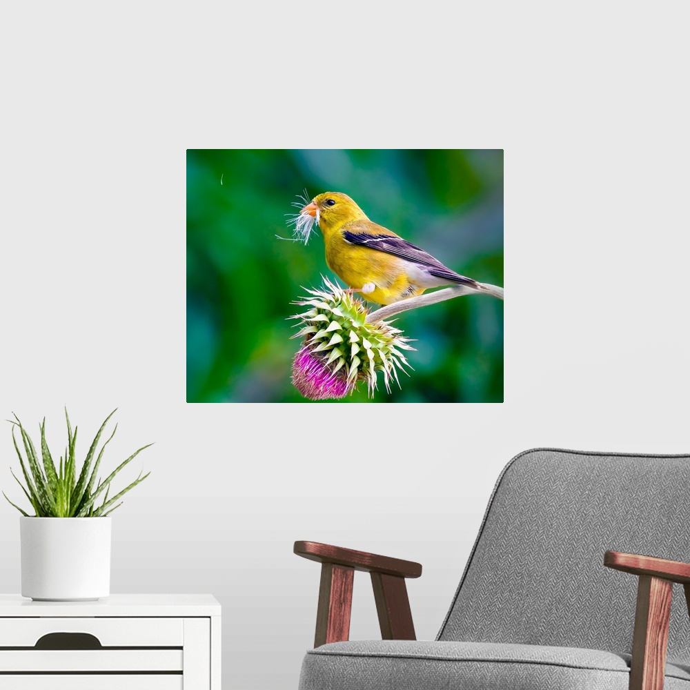A modern room featuring A female American Goldfinch on a thistle flower.