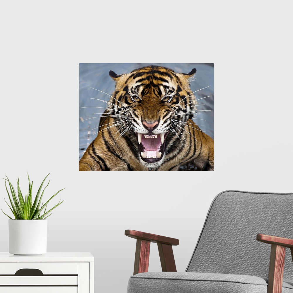 A modern room featuring Snarling striped tiger with long fangs.