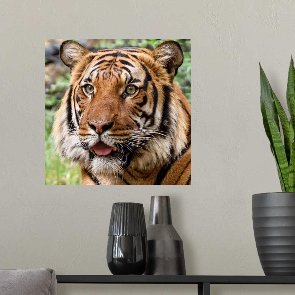 A modern room featuring Portrait of a large tiger with a curious expression.