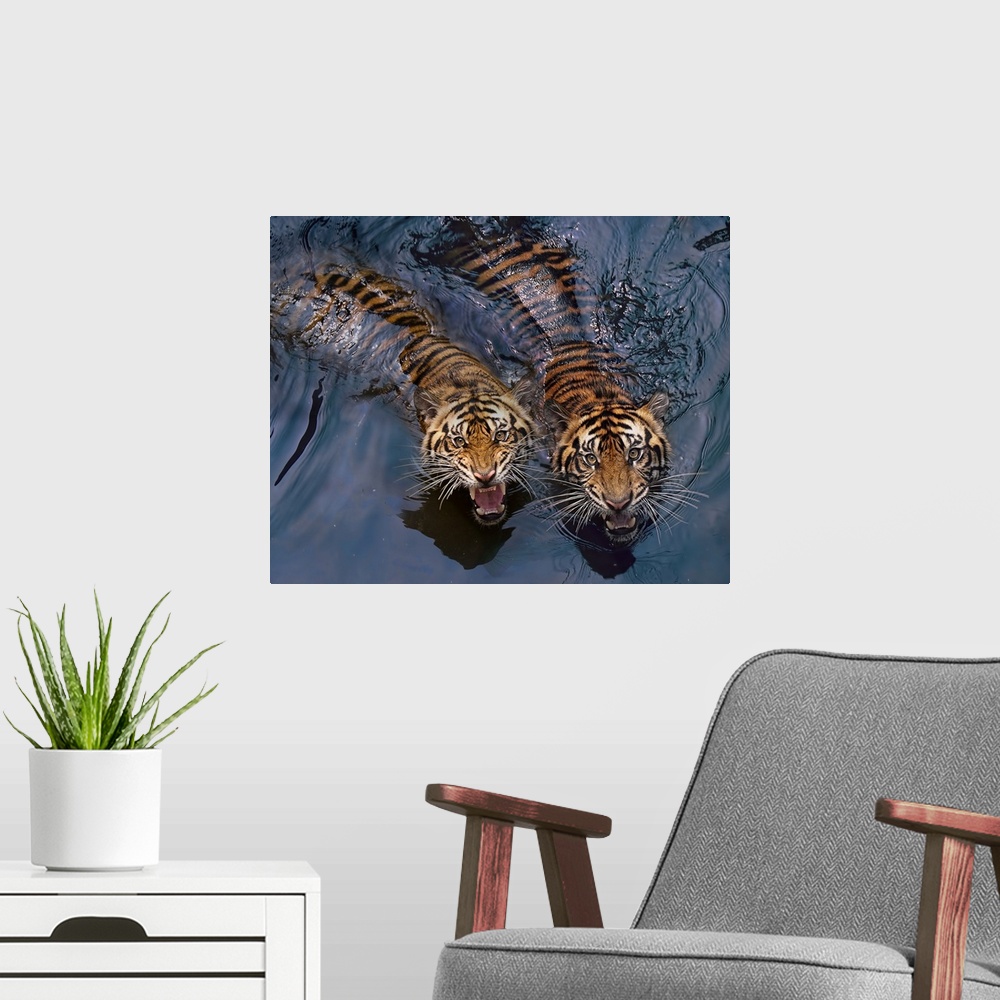A modern room featuring Two snarling tigers swimming in water.