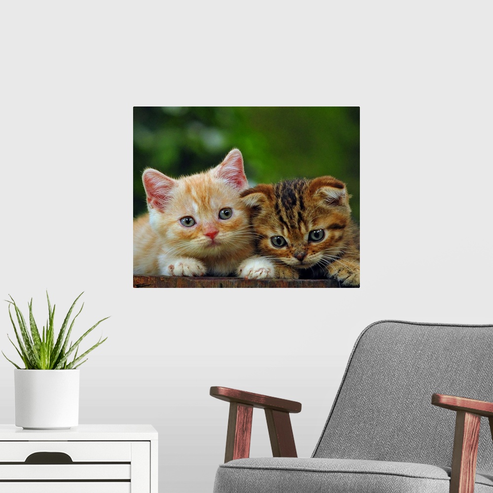 A modern room featuring Two adorable little tabby kittens.