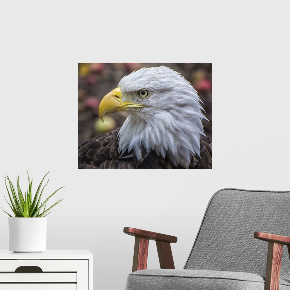 A modern room featuring Portrait of a Bald Eagle with a stern expression.