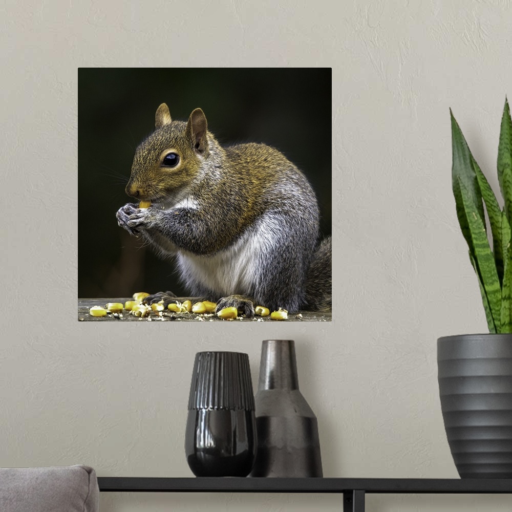 A modern room featuring A cute squirrel sitting and eating corn kernels.