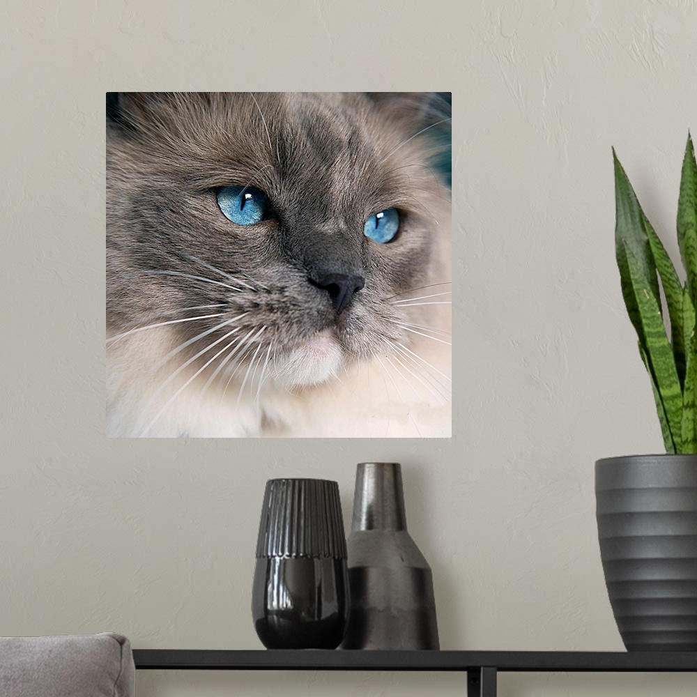 A modern room featuring A Ragdoll cat with the most gorgeous blue eyes.