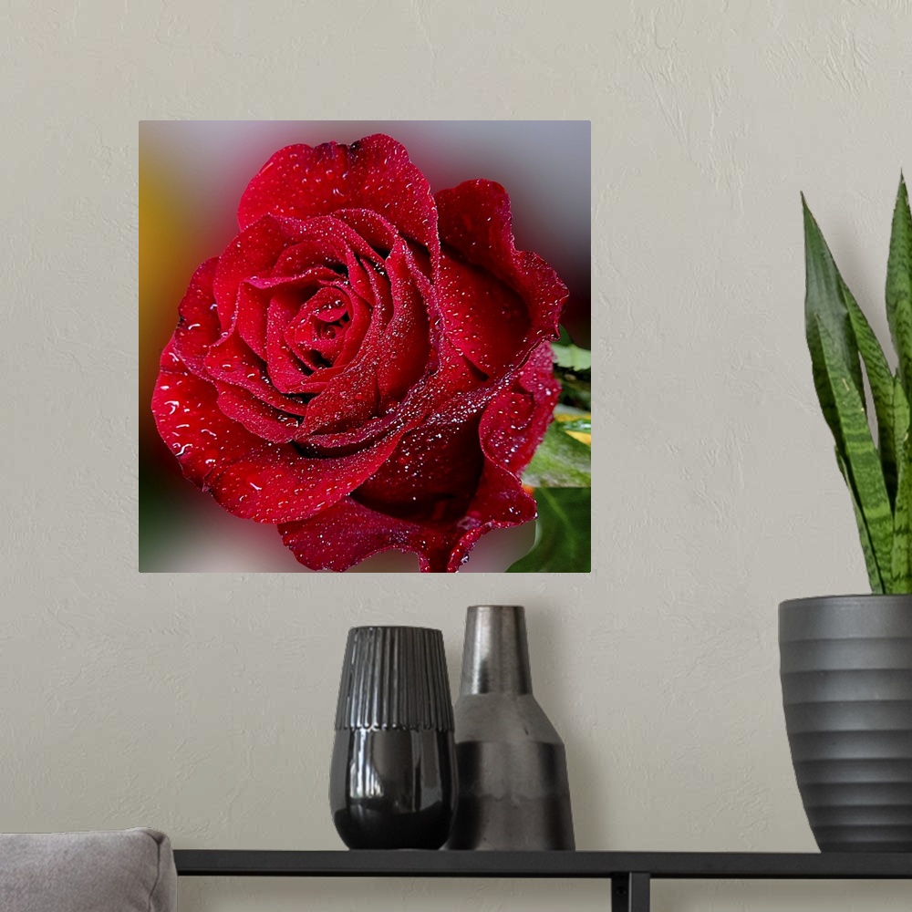A modern room featuring Gentle Red Rose