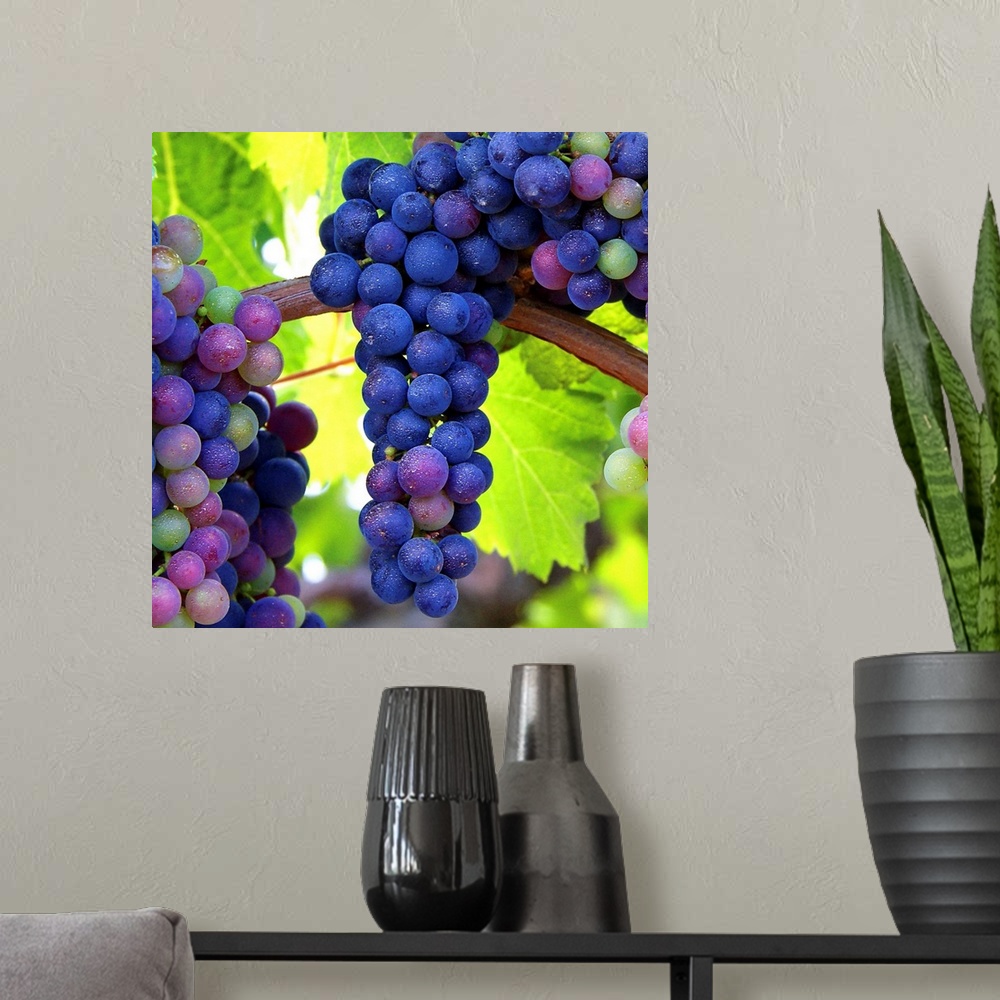 A modern room featuring Bunches of grapes hanging on the vine.