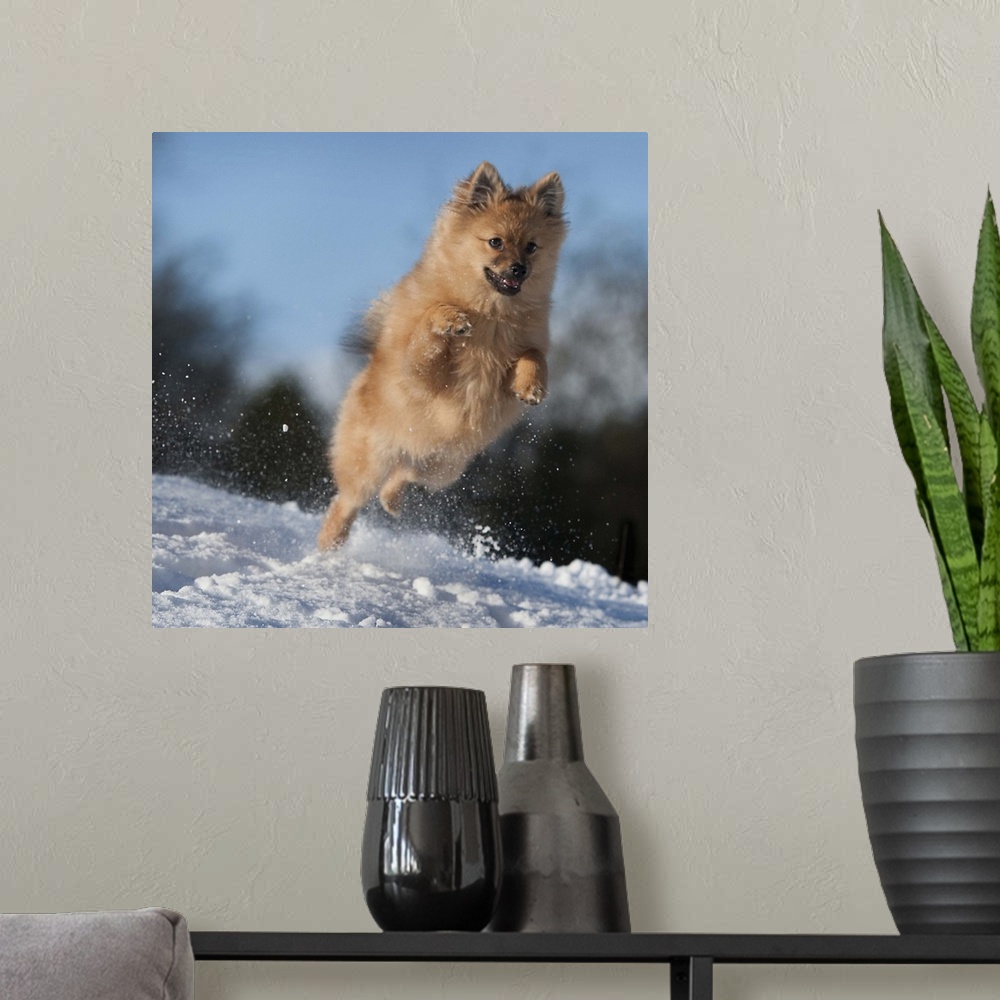 A modern room featuring A dog enjoying the snow in west of Scotland.