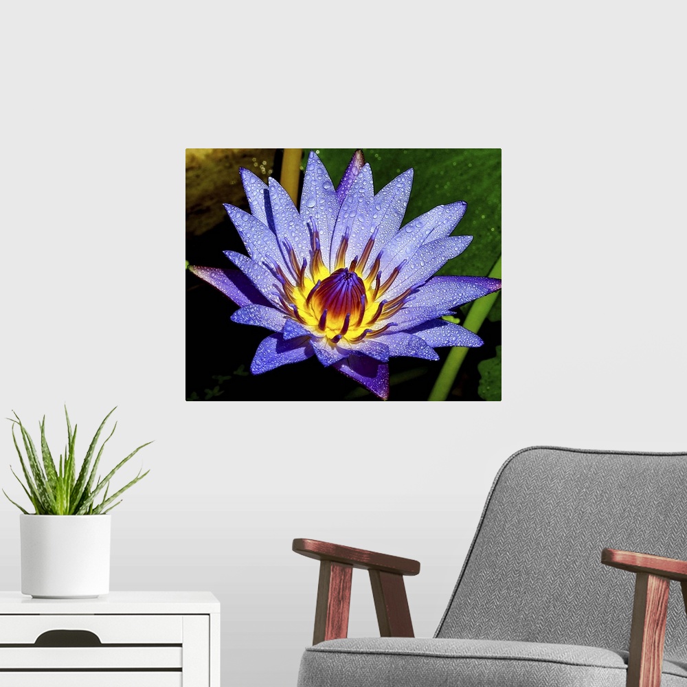 A modern room featuring A full bloom lotus.