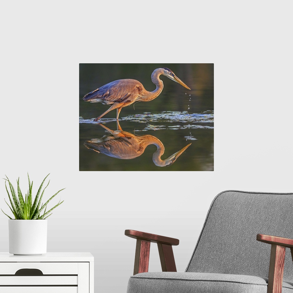 A modern room featuring A Great Blue Heron on the hunt for a morning meal.