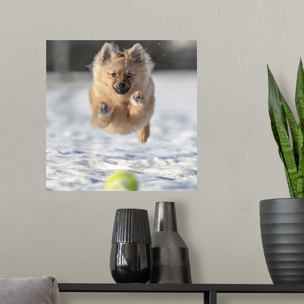 A modern room featuring A dog leaps through the snow after a tennis ball.