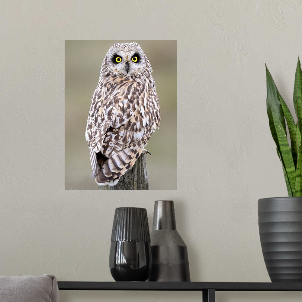 A modern room featuring Short Eared Owl