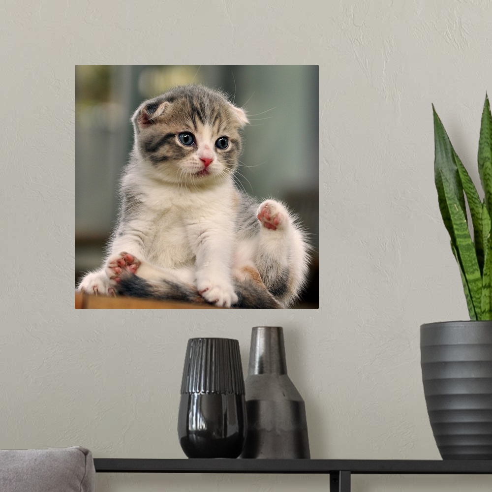 A modern room featuring Adorable little kitten with folded ears.