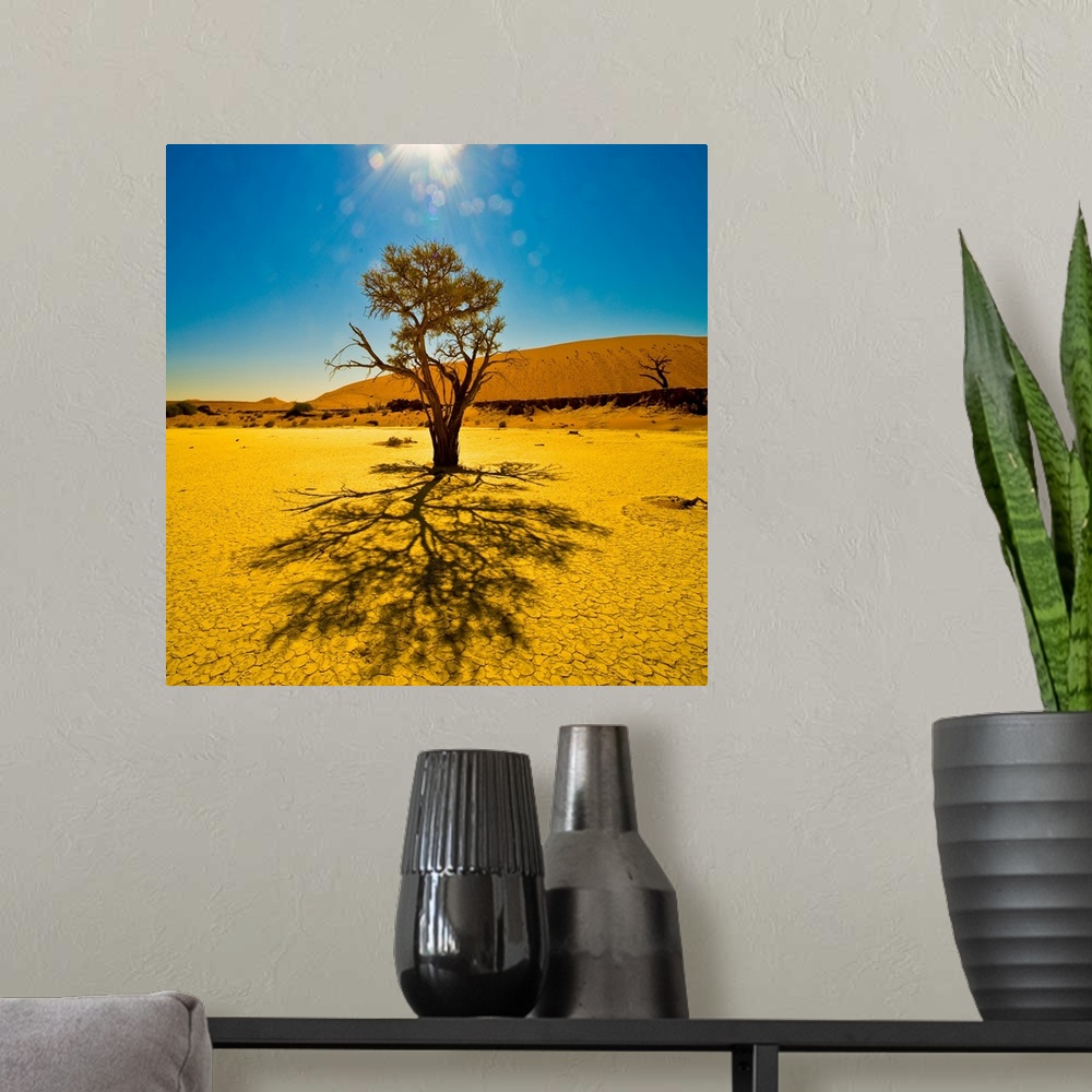 A modern room featuring A tree in the sunlight in Sossusvlei, Namib Desert, Namibia.