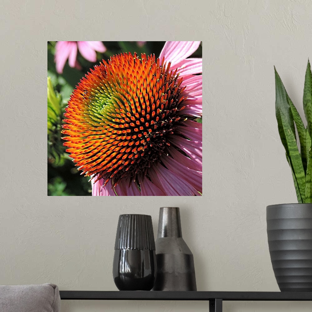 A modern room featuring Beautiful Purple Cone Flower in a garden, showing nearly all the colors of the rainbow.
