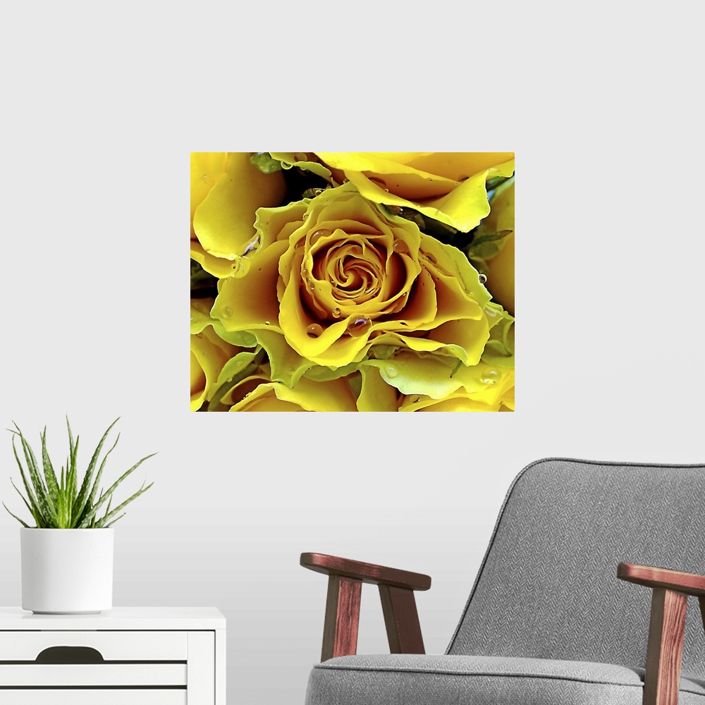 A modern room featuring Yellow roses with water drops