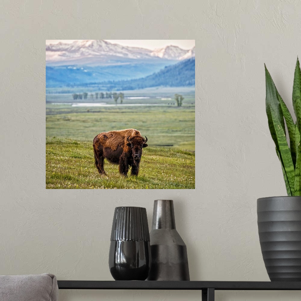 A modern room featuring A bison in a meadow overlooking the mountains of Yelllowstone National Park.