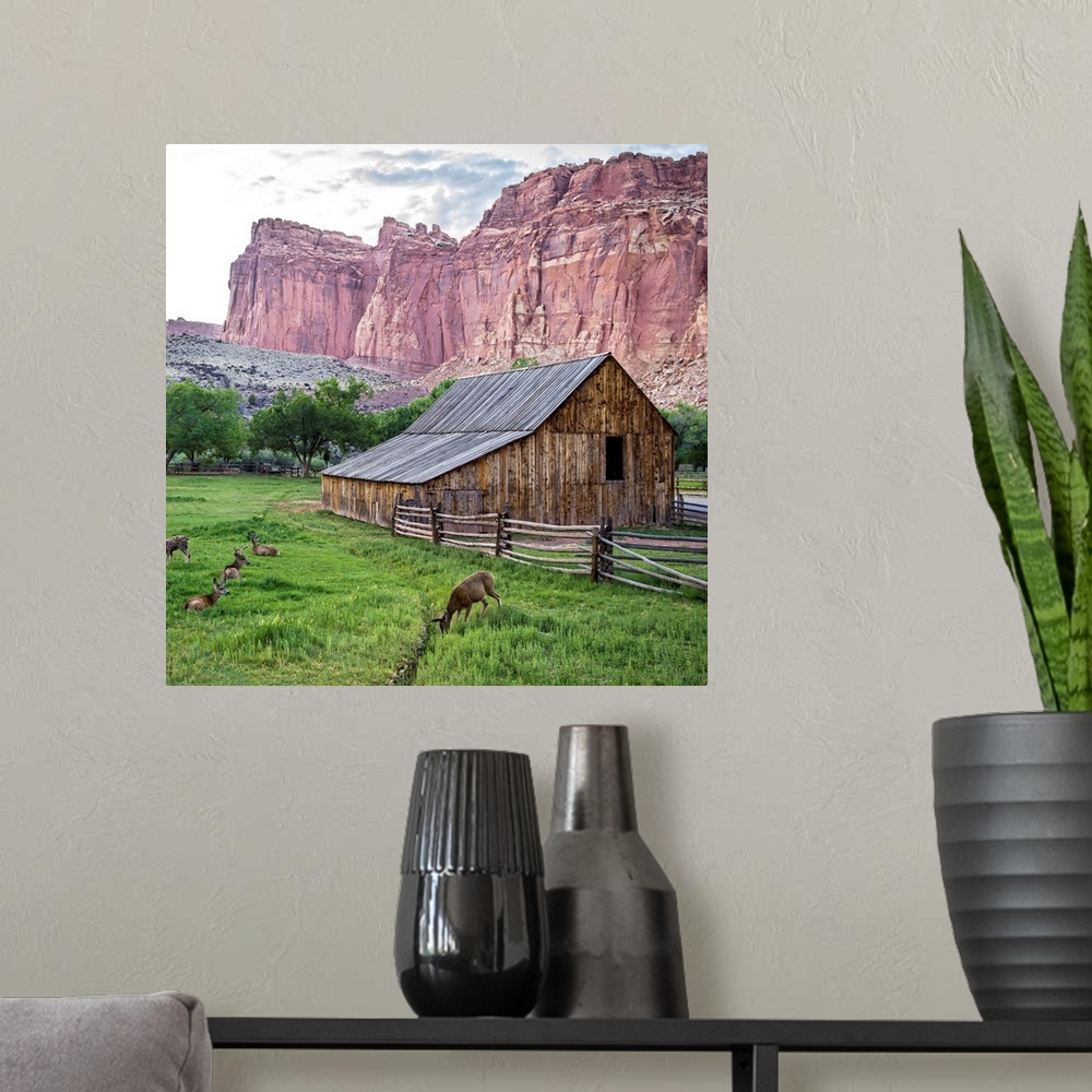 A modern room featuring Gifford Homestead with the cliffs of the Waterpocket Fold overlooking it at Capitol Reef National...
