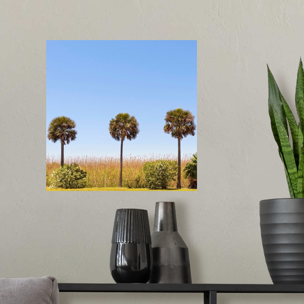 A modern room featuring Square photograph of three palm trees in a row, Houston TX