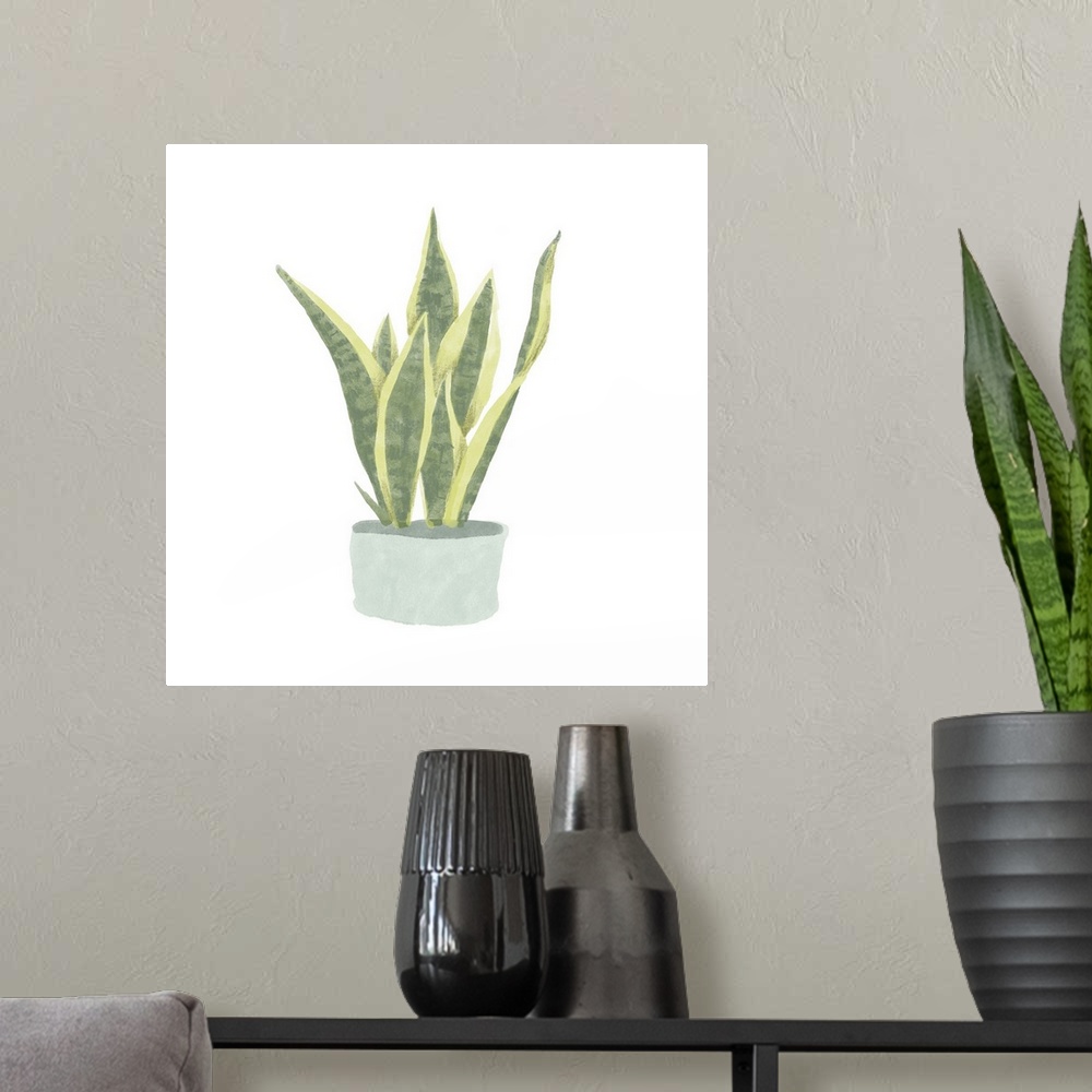 A modern room featuring Snake Plant III