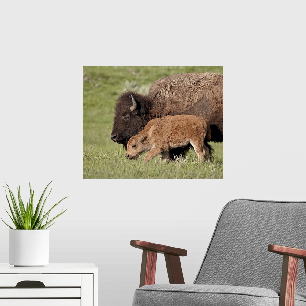 A modern room featuring Bison, cow and calf, Yellowstone National Park, Wyoming