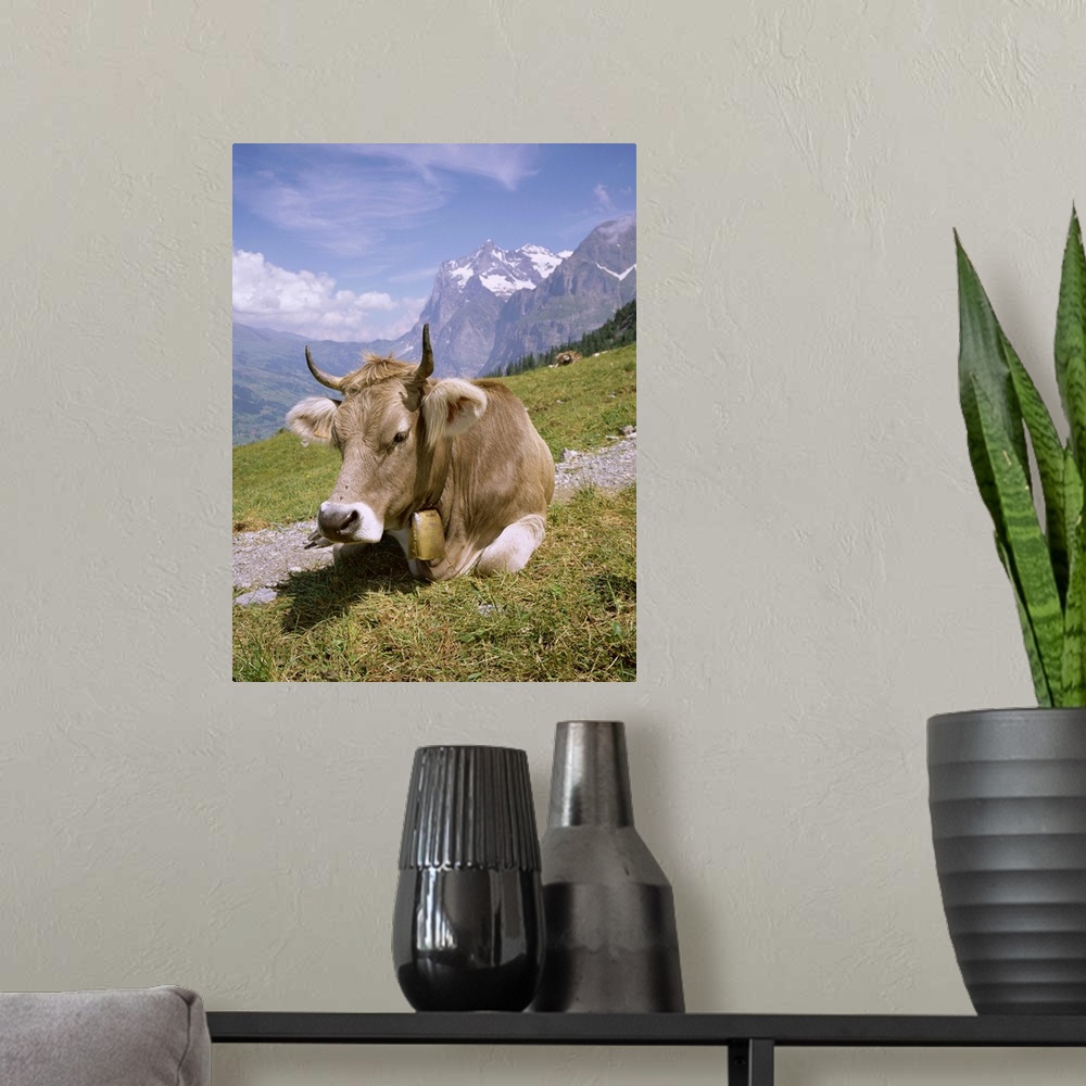 A modern room featuring Cow at Alpiglen, Grindelwald, Bernese Oberland, Swiss Alps, Switzerland